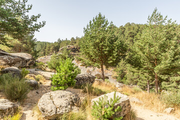 Fototapeta na wymiar Ecological and sustainable ecosystem surrounded by rocks and pine trees