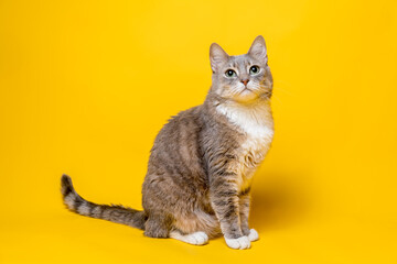 Charming cat looks interested with his head up. Isolated, on a yellow background.
