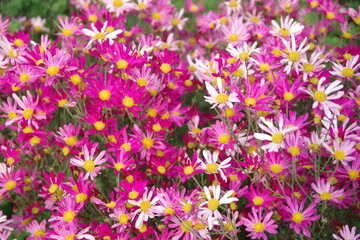 flower, flower, 네이처, 분홍, 뜰, 봄, 식물, 보라색, 개화, 블로섬, 여름, 식물,...