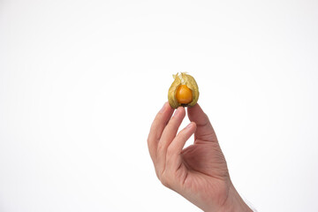 Caucasian male hand holding a ripe physalis fruit. Close up studio shot, isolated on white background
