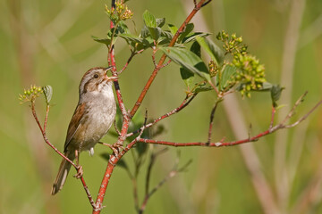 Swamp Sparrow, Melospiza georgiana, perched on a twig