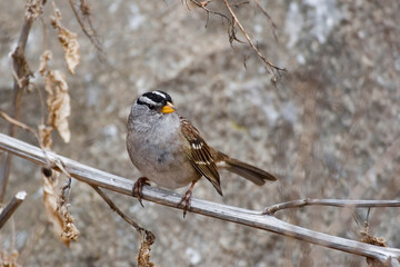 White-crowned Sparrow, Zonotrichia leucophrys, perched on a vine