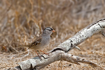 White-crowned Sparrow, Zonotrichia leucophrys, perched on a log