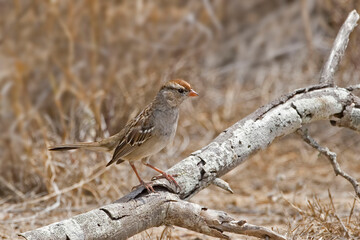 Juvenile White-crowned Sparrow, Zonotrichia leucophrys, perched on a log