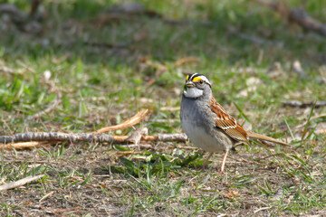 White-throated Sparrow, Zonotrichia albicollis, on the ground