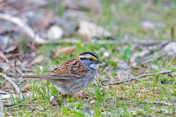 White-throated Sparrow, Zonotrichia albicollis, close view on the ground