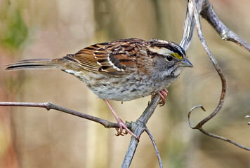 White-throated Sparrow, Zonotrichia albicollis, close up view