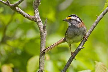 Fototapeta premium White-throated Sparrow, Zonotrichia albicollis, perched on a branch