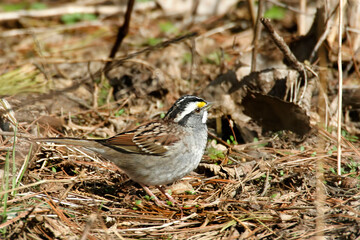 White-throated Sparrow, Zonotrichia albicollis, resting on the ground