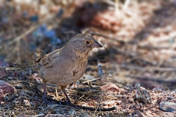 Canyon Towhee, Melozone fusca, close up view