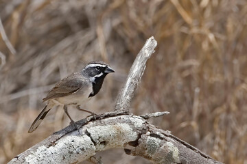 Black-throated Sparrow, Amphispiza bilineata, perching on a log
