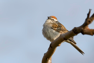 Chipping Sparrow, Spizella passerina, perched on a branch