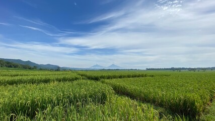 The stunning view of Nanggulan rice fields on the outskirts of Yogyakarta, Indonesia, is an attraction for rural tourism destinations.