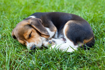 Beagle puppy sleeping