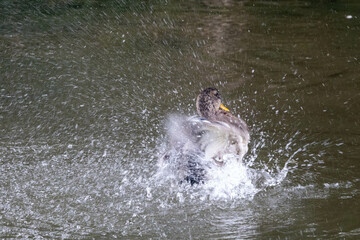 duck splashing about in the water	
