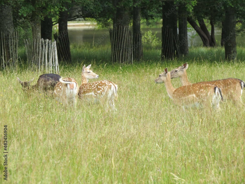 Wall mural fallow deer in the English countryside