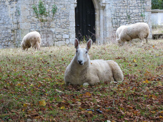 Border Leicester Sheep in a churchyard	
