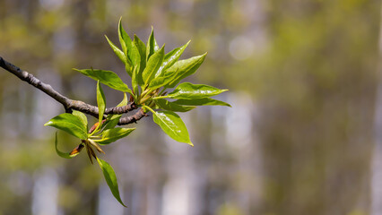 The blossoming poplar branch with green leaves and flower buds. Close-up view, selective focus, blurred background, copy space. Wildlife or spring awakening concept