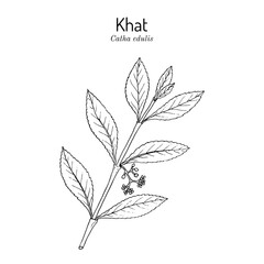 Khat or qat Catha edulis , medicinal plant