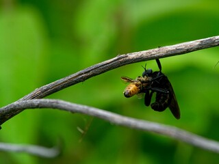 Closeup of a large black Wasp with bee in mouth hanging from branch in Vilcabamba, Ecuador.