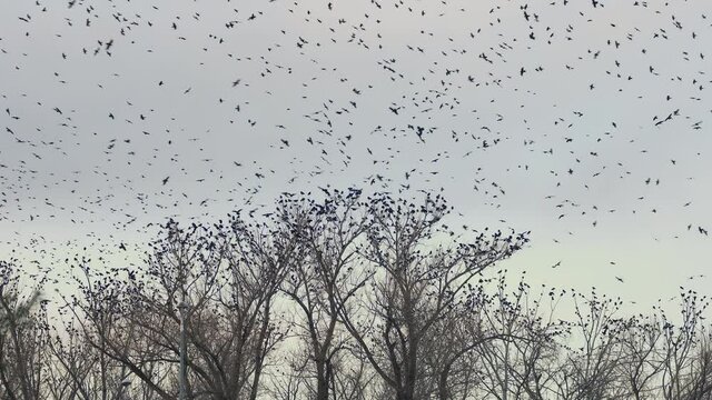 a large group of flying crows, filmed in 4k, slow motion. 