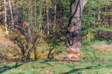 Tree trunk gnawed by European beaver. Huge damaged oak with beaver teeth marks. Oak damaged by beavers and chips of wood on the ground. Concept: Damage caused by wildlife