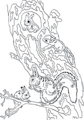 childrens coloring book squirrel and baby squirrels vector