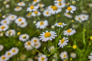 Fototapeta premium Sommerliche Hügellandschaft mit blühendem Klatschmohn und Kornblumen unter einem weiten, dramatischen Wolkenhimmel, Schöps, Saale-Holzland-Kreis, Thüringen, Deutschland