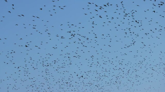 a large group of flying crows, filmed in 4k, slow motion. 