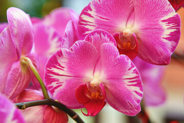 beautiful view of blooming colorful Phalaenopsis(Moth orchid) flowers,close-up of pink with red flowers blooming in the garden 
