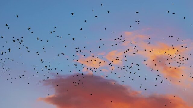 a large group of flying crows, filmed in 4k, slow motion. 