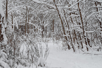 Hiking trail in the forest in winter with lots of snow, footprints in the snow of people