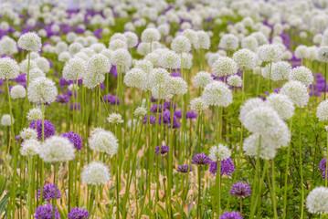 Blooming white and violet decorative onion plant in garden. Flower decorative onion. White and violet allium flower or allium giganteum