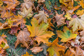 Colorful autumn season maple leaves on the green grass in the park. Autumn background.