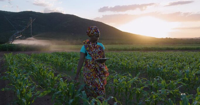 Close-up. Black African woman farmer in traditional clothing using a digital tablet monitoring a large corn crop. Irrigation in background