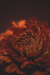 Chrysantheme orange/gelb, close up