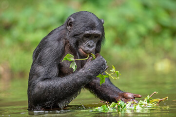 Bonobo eats grass while standing in the water. Democratic Republic of the Congo. Africa.