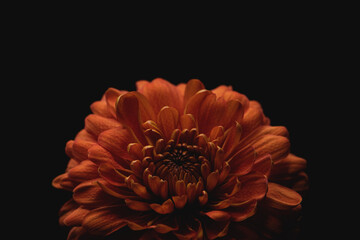 Chrysantheme orange/gelb, close up