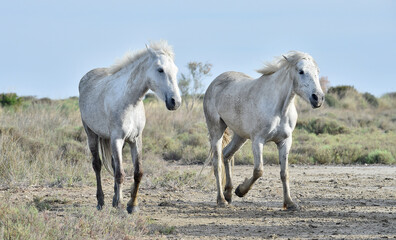 Fototapeta na wymiar White Camargue Horses on the natural background. Camargue. France