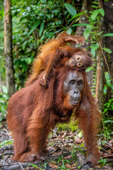 On a mum`s back. Baby orangutan on mother's back. Mother orangutan and cub in a natural habitat. Bornean orangutan (Pongo  pygmaeus wurmbii) in the wild nature. Rainforest of Island Borneo. Indonesia