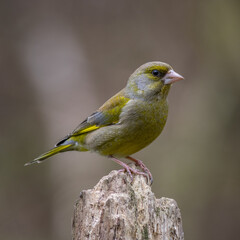 Greenfinch (Chloris chloris)