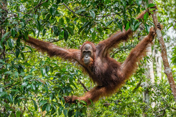 Bornean orangutan on the tree under rain in the wild nature. Central Bornean orangutan ( Pongo pygmaeus wurmbii ) on the tree  in natural habitat. Tropical Rainforest of Borneo. Indonesia - 482420517