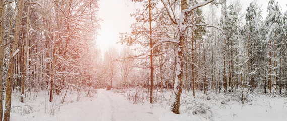 Panorama. Forest path in winter with lots of snow for hiking and walking, snow-covered trees, winter landscape, winter sunset.