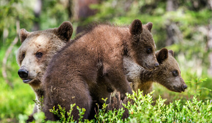 Brown bears. She-bear and bear-cubs  in the summer forest. Green forest natural background. Scientific name: Ursus arctos. - 482420587