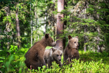 Fototapeta na wymiar Brown Bear Cubs playfully fighting in summer forest. Scientific name: Ursus Arctos Arctos. Natural habitat. summer season.