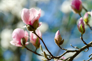 Beautiful magnolia tree blossoms in springtime. Bright magnolia flower against blue sky. Romantic floral backdrop