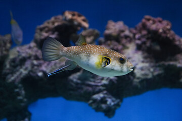 spotted puffer fish in an aquarium underwater