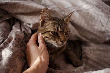 Beautiful cat with bright eyes