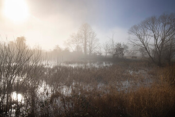 Obraz na płótnie Canvas foggy winter mood at the lake