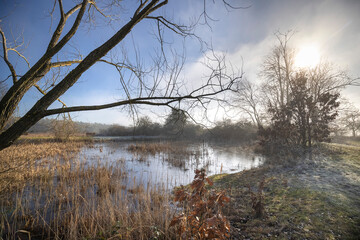 foggy winter morning at the lake with reed